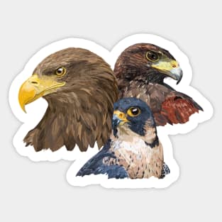 Pigargo and Falcons Sticker